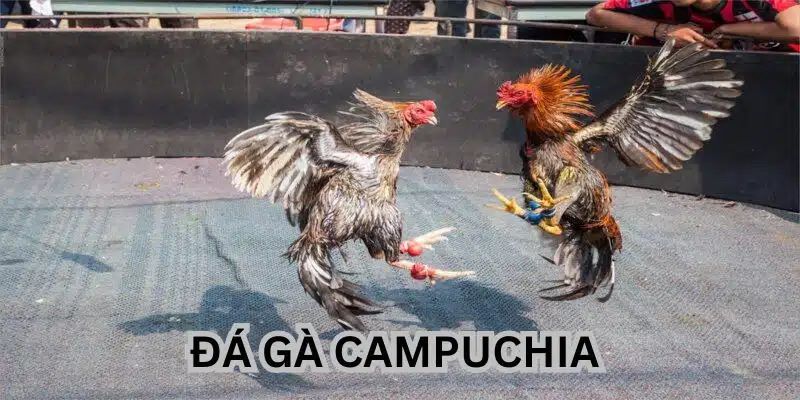 Đá Gà Campuchia 98Win - Cá Cược Gà Chọi Đỉnh Cao 2 Đá gà Campuchia 98WIN sân chơi cá cược hấp dẫn